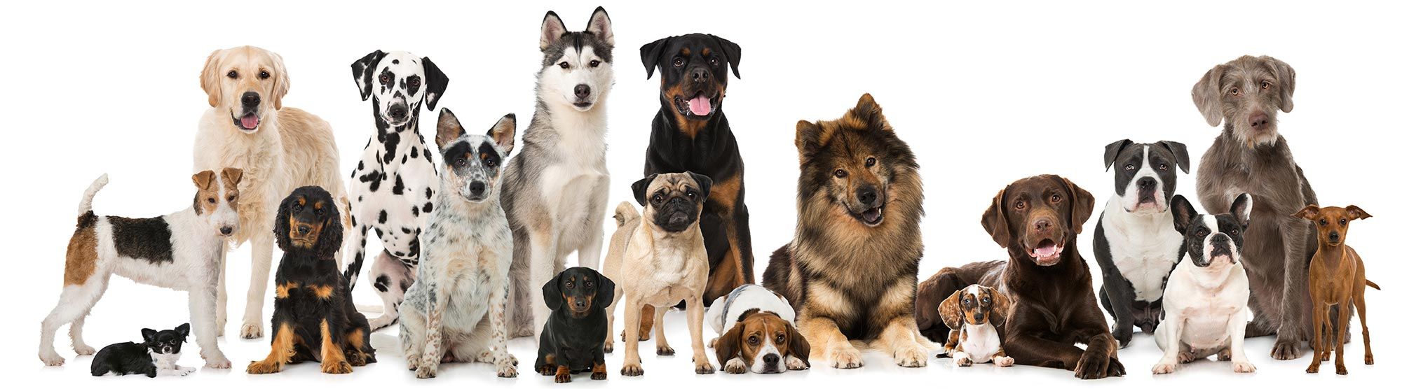 Hunde - Dogstyle Hundestudio & professionelle Hundepflege